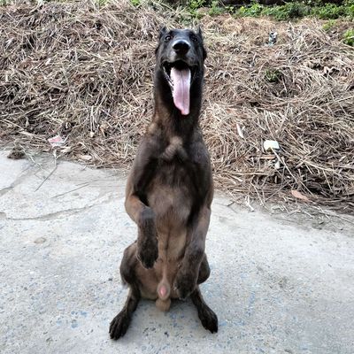 Chó Malinois đã có lệnh cơ bản.