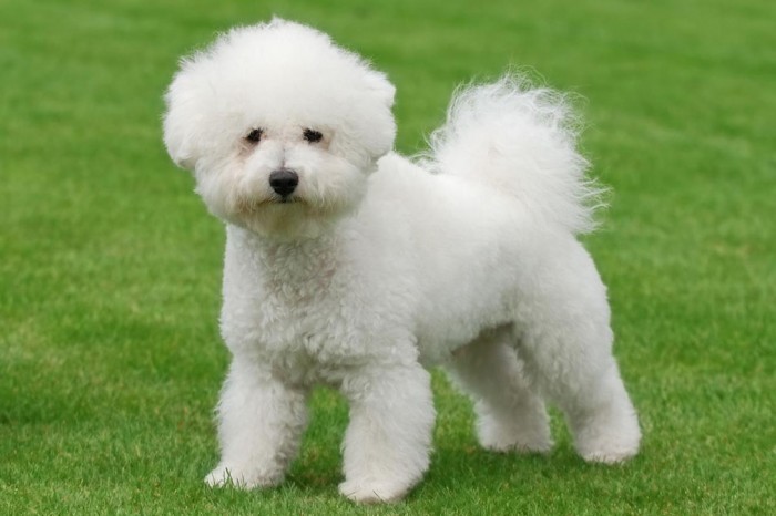 bichonfrise_adult