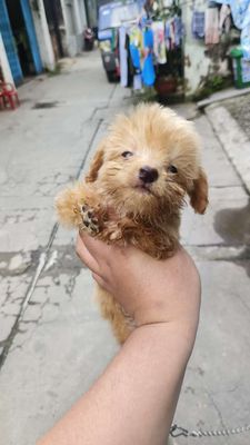 Chó Pomapoo teacup ( poodle mix Pom)