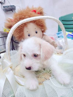 Cún poodle đẹp giá hssv