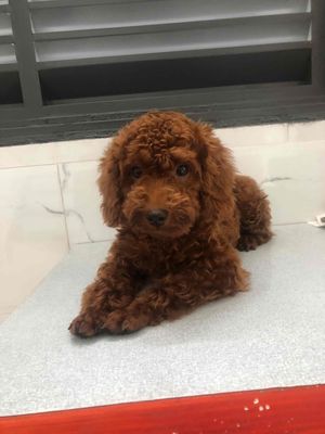 Chó poodle tiny đực