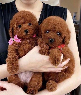 Chó Poodle thuần chủng siêu cute