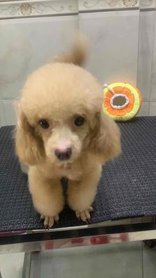 chó poodle size tiny thanh lý