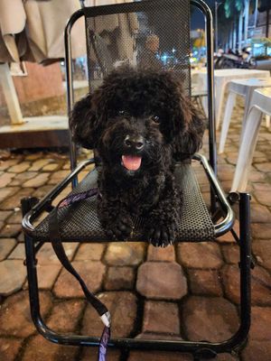 Poodle Đen Cái 3,8kg