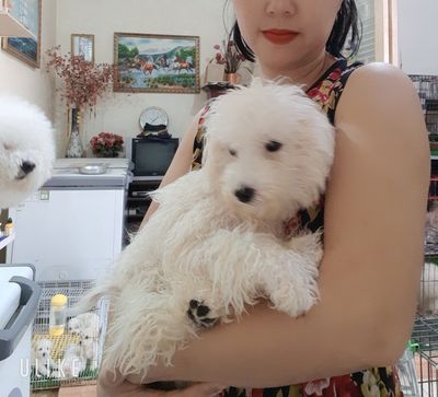 Poodle trưởng thành