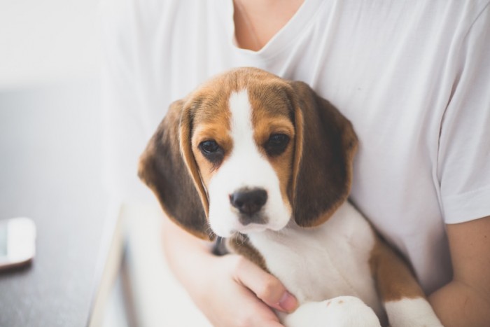 co-nen-nuoi-cho-beagle-1