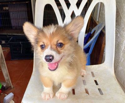 Bé CHÓ  corgi xinh tìm nhà mới ạ