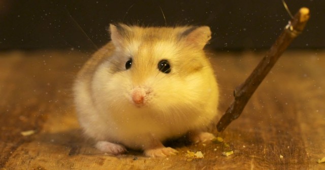 Hamster Bear