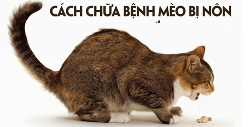  Mèo bị nôn